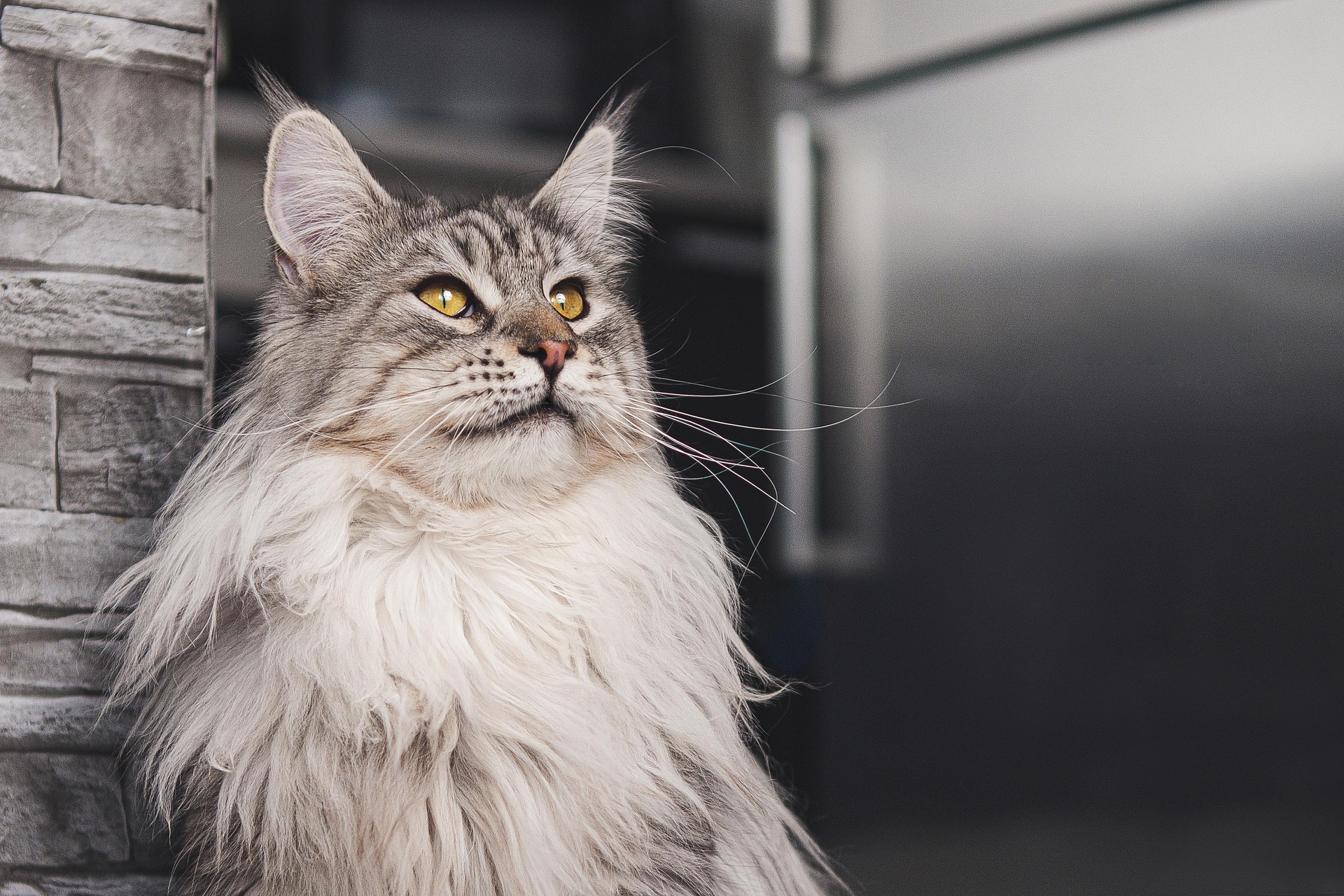 Original cat picture