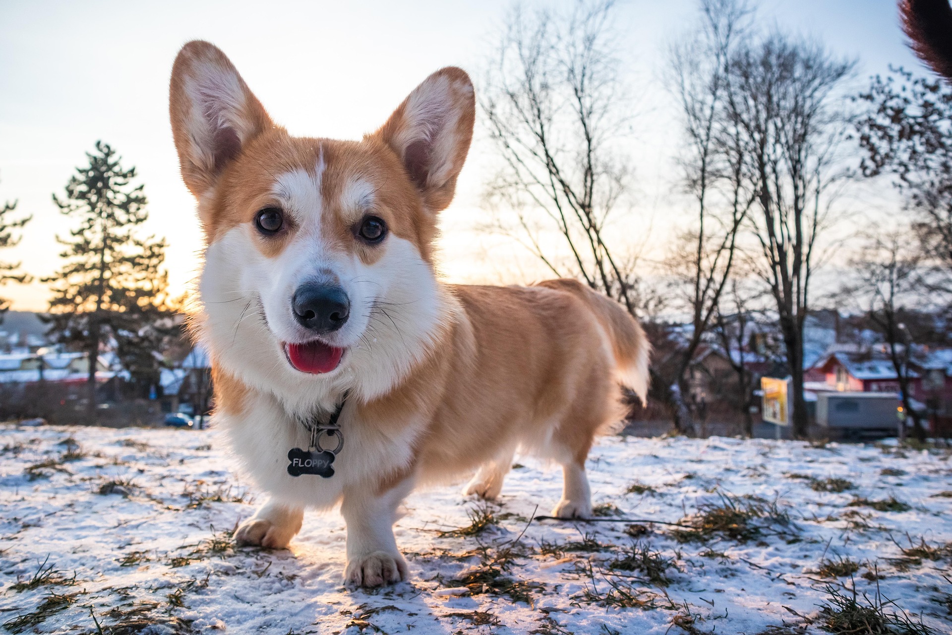 Source picture for dog